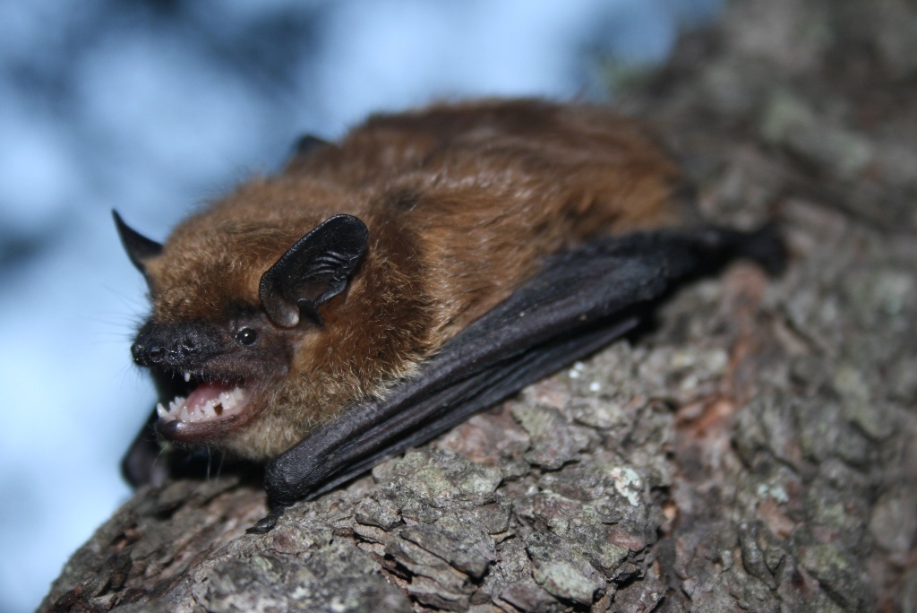 Brown Bat
