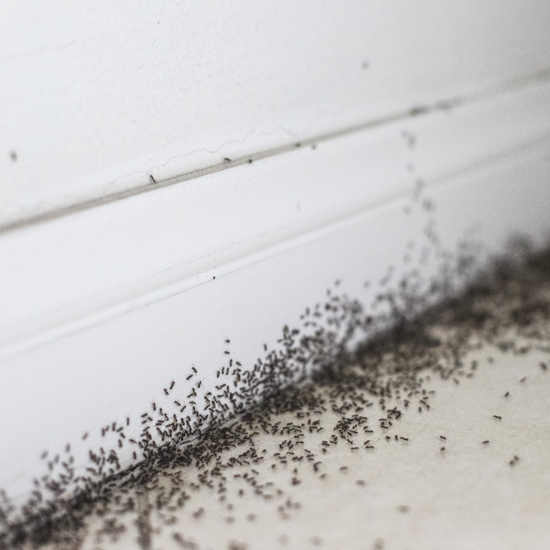 Ant infestation along baseboard in Kalamazoo MI home