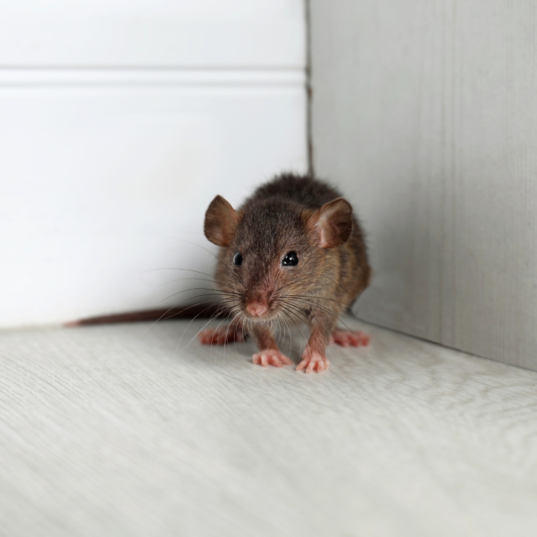 Mouse inside home indicating rodent problem in Kalamazoo MI
