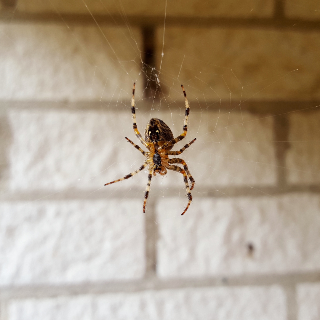 Spider activity inside home requiring pest control treatment in Kalamazoo MI