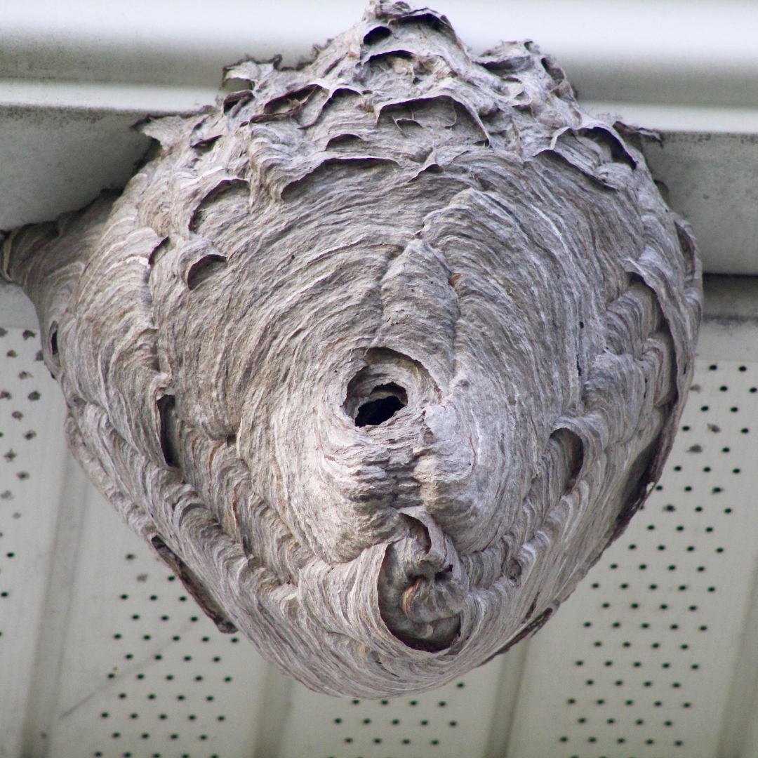 Wasp nest attached to home exterior in Kalamazoo MI