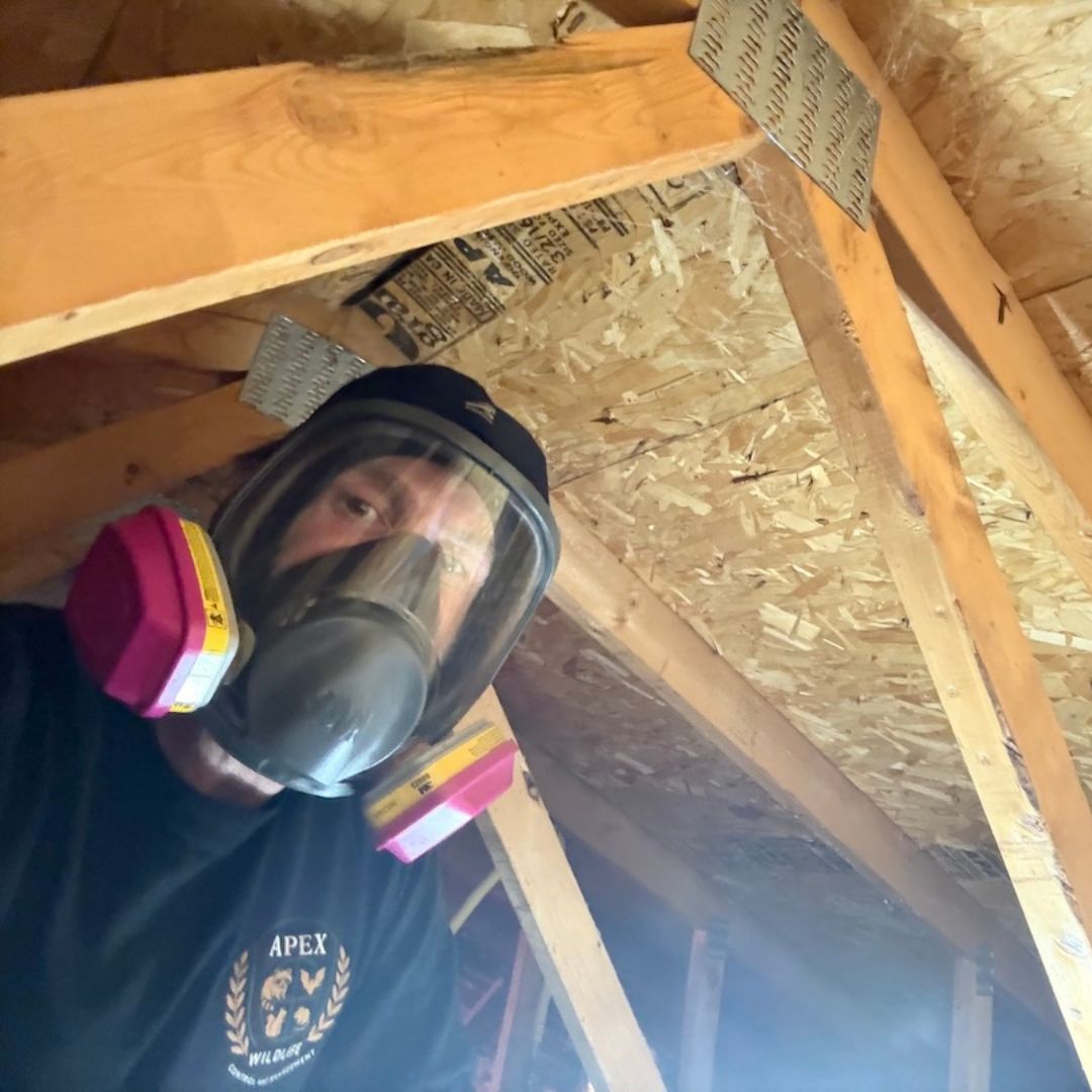 Technician inspecting attic in Kalamazoo Michigan for rodent activity, nesting, and wildlife intrusion damage.