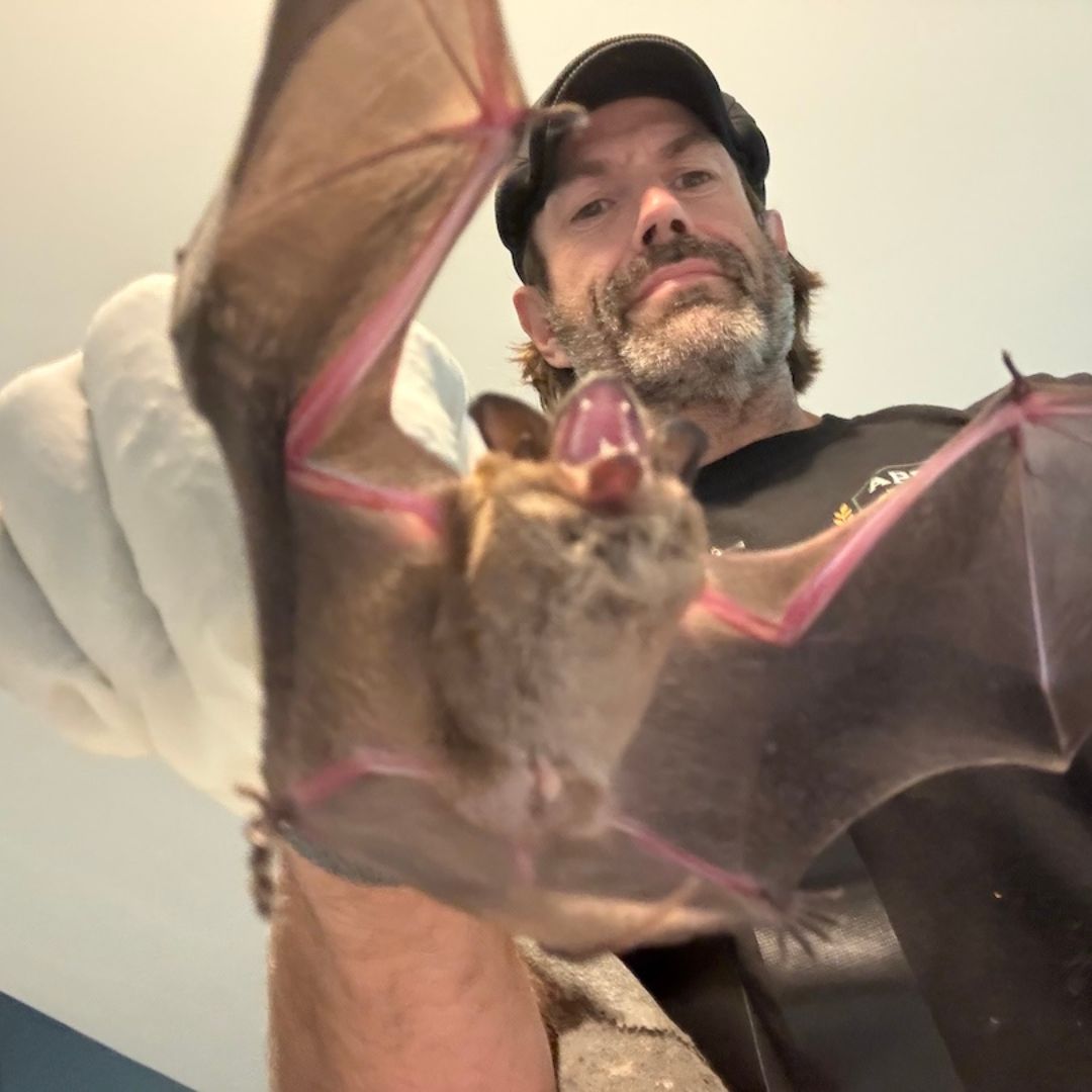 Bat removal specialist handling bat activity inside Kalamazoo Michigan attic space.