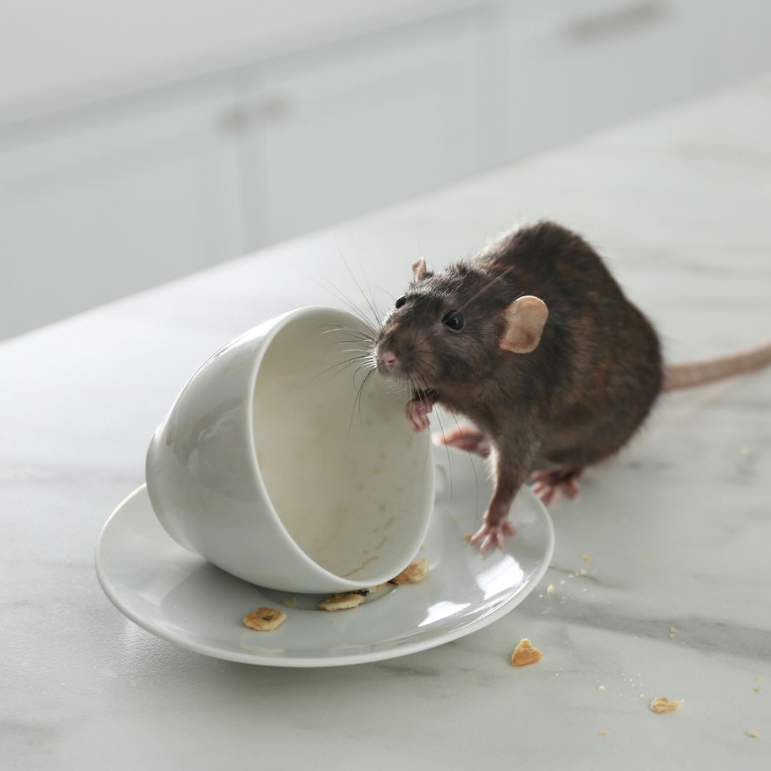 Mouse inside Kalamazoo Michigan home indicating a rodent intrusion problem requiring professional mouse removal services.