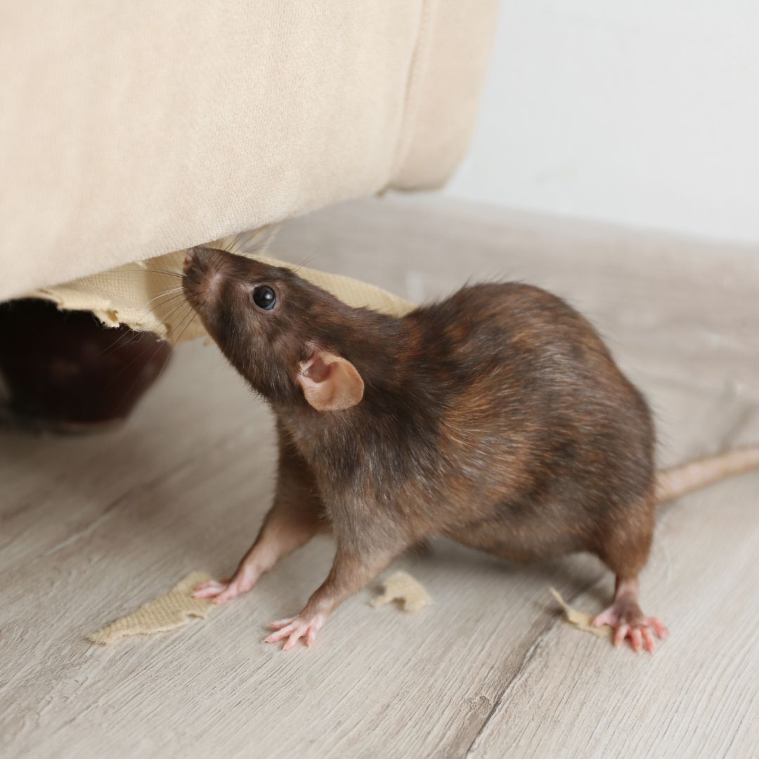 Large rat inside residential property in Kalamazoo MI requiring professional rat control and rodent removal services.