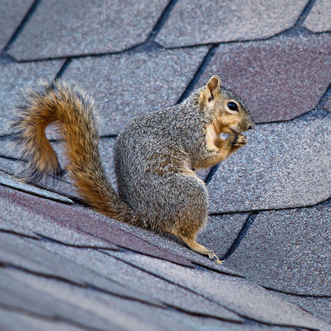 Squirrel climbing near roofline of Kalamazoo Michigan home, a common sign of attic wildlife intrusion.